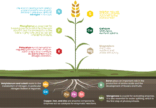BALANCED FERTILIZATION image
